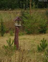 Karmnik dla ptaków